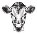 Black and white sketch of a cow`s face. Royalty Free Stock Photo