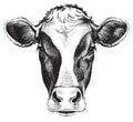 Black and white sketch of a cow`s face.