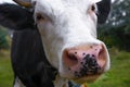 Cow face close up. Black and white cow with a pink nose for advertising with a place for inscription Royalty Free Stock Photo