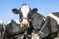 Cow face with a rope around her snout, friendly expression, amidst a group of cows black and white