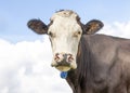 Cow face white and body brown with a pink nose, looking grumpy and confident in front of a blue cloudy sky Royalty Free Stock Photo