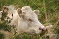 Cow face, white, with eyes closed