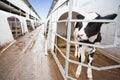 Calf in cow farm Royalty Free Stock Photo