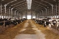 Cow farm agriculture