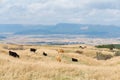 Cow farm agriculture Royalty Free Stock Photo