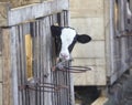Cow farm agriculture bovine milk Royalty Free Stock Photo