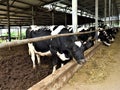 Cow farm agriculture bovine milk Royalty Free Stock Photo