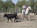 Cow farm in Aigues Mortes, France Royalty Free Stock Photo