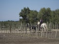 Cow farm in Aigues Mortes, France Royalty Free Stock Photo