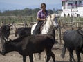 Cow farm in Aigues Mortes, France Royalty Free Stock Photo