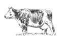 cow - farm animal, hand drawn illustration Royalty Free Stock Photo