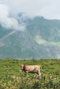 Cow farm animal at mountains alpine green valley