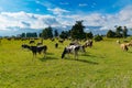 Cow farm animal over green glass field Royalty Free Stock Photo
