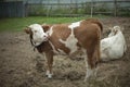 Cow on the farm. Animal in the pen. Royalty Free Stock Photo