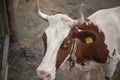 Cow on the farm. Animal in the pen. Royalty Free Stock Photo