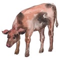 Cow farm animal in a watercolor style isolated. Watercolor background set. Isolated calf illustration element. Royalty Free Stock Photo