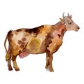 Cow farm animal in a watercolor style isolated. Aquarelle wild animal for background.