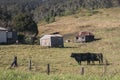 Cow farm in Australia Royalty Free Stock Photo