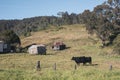 Cow farm in Australia Royalty Free Stock Photo