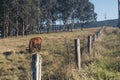 Cow farm in Australia - late afternoon Royalty Free Stock Photo