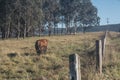 Cow farm in Australia - late afternoon Royalty Free Stock Photo