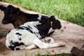 Cow in farm