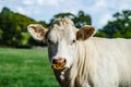 Cow Farm. Close Up Of Cows Head Grazing At Field Royalty Free Stock Photo