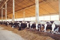 Cow farm concept of agriculture, agriculture and livestock - a herd of cows who use hay in a barn on a dairy farm Royalty Free Stock Photo