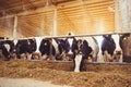 Cow farm concept of agriculture, agriculture and livestock - a herd of cows who use hay in a barn on a dairy farm Royalty Free Stock Photo