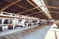 Cow farm concept of agriculture, agriculture and livestock - a herd of cows who use hay in a barn on a dairy farm Royalty Free Stock Photo