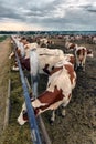 A herd of cows who use hay in a barn on a dairy farm. Royalty Free Stock Photo