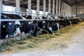 Cows who eating hay in cowshed on dairy farm. Royalty Free Stock Photo