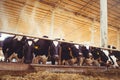 Cow farm concept of agriculture, agriculture and livestock - a herd of cows who use hay in a barn on a dairy farm Royalty Free Stock Photo