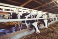 Cow farm concept of agriculture, agriculture and livestock - a herd of cows who use hay in a barn on a dairy farm Royalty Free Stock Photo