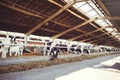 Cow farm concept of agriculture, agriculture and livestock - a herd of cows who use hay in a barn on a dairy farm Royalty Free Stock Photo