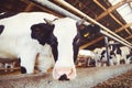 Cow farm concept of agriculture, agriculture and livestock - a herd of cows who use hay in a barn on a dairy farm Royalty Free Stock Photo