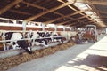 Cow farm concept of agriculture, agriculture and livestock - a herd of cows who use hay in a barn on a dairy farm, the technique c Royalty Free Stock Photo