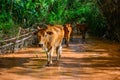 Cow farm countryside