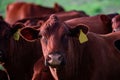 Cow farm. Cows head grazing at field. Royalty Free Stock Photo