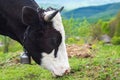 Cow farm. Cows head grazing at field. Royalty Free Stock Photo