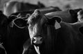 Cow farm. Cows head grazing at field. Royalty Free Stock Photo