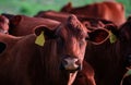 Cow farm. Cows head grazing at field. Royalty Free Stock Photo