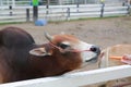 Cow in farm eating carrot from human hand Royalty Free Stock Photo