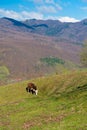 Cow farm grazing green grass on the hill