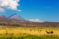 A herd of cows grazing on a Little Ararat Mount