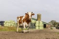 Cow and farm, horned red and white cow looking, in front of bales of hay, wrapped in green plastic Royalty Free Stock Photo