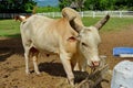 Cow in farm Royalty Free Stock Photo
