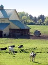 Cow Farm In Maryland