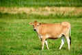 Cow on a farm for meat industry and the production of food for human consumption. Beef is a form of protein that helps