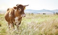 Cow, farm and mockup with a cattle eating in a field for agriculture or sustainability in nature. Animal, bull and dairy